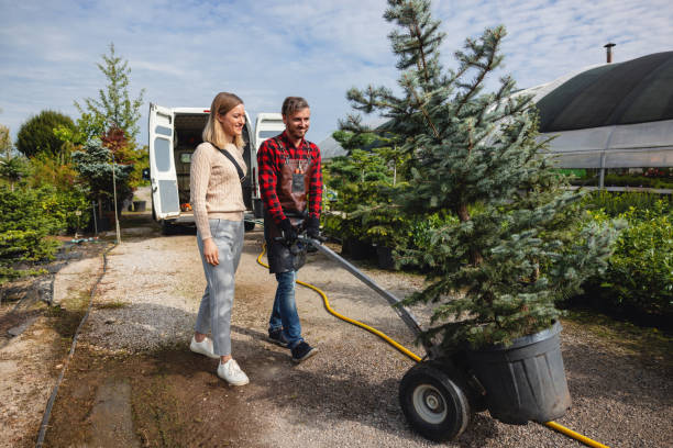 Best Palm Tree Trimming  in Bismarck, ND